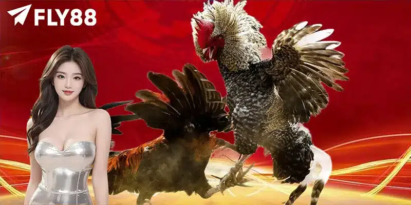Mẹo chọn gà đá cựa sắt tốt